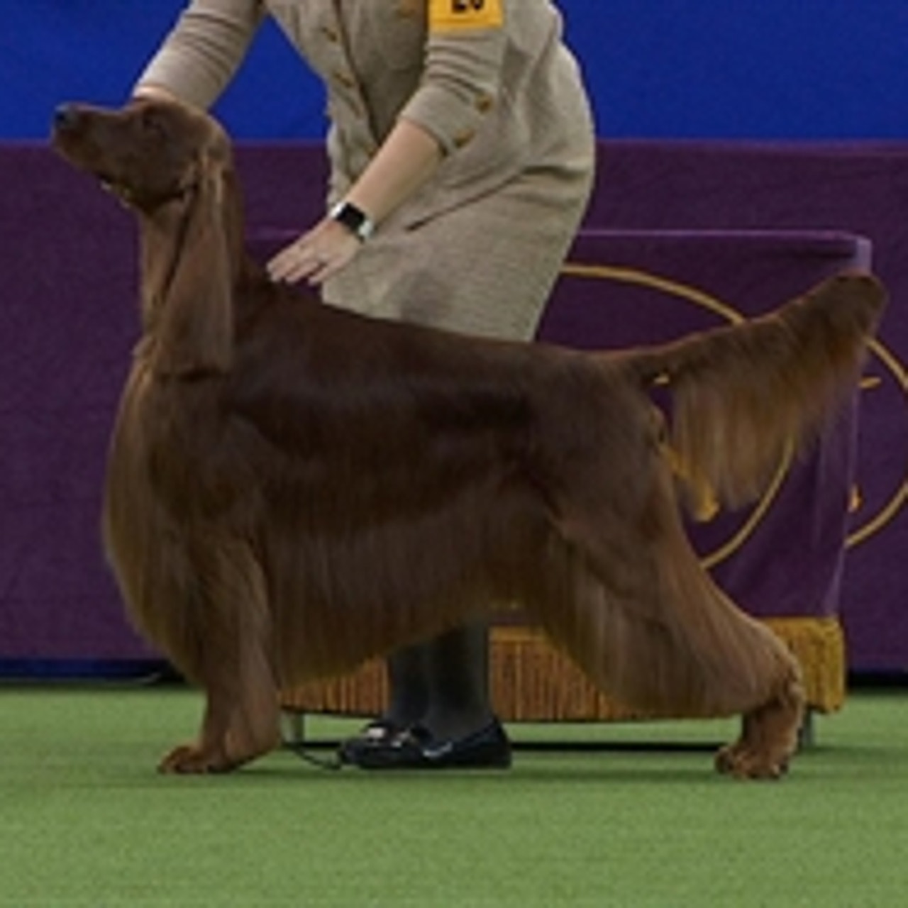 Non sporting 2025 group westminster 2018