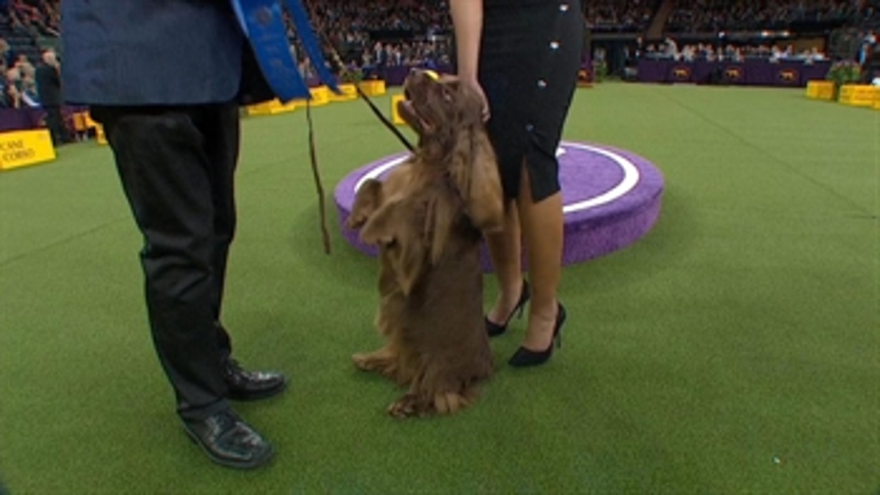 Beam the Sussex Spaniel wins the Sporting Group