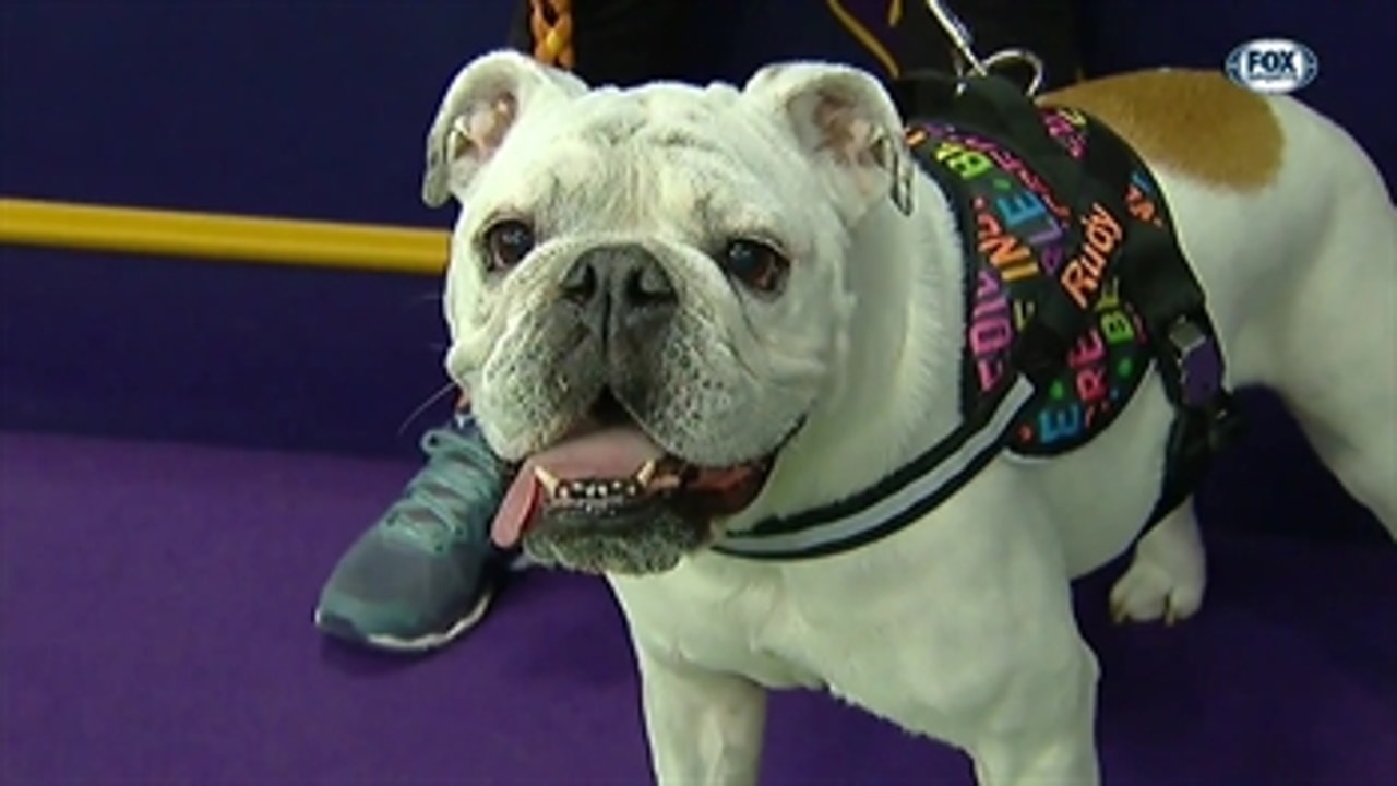 Bulldog agility 2019 2025
