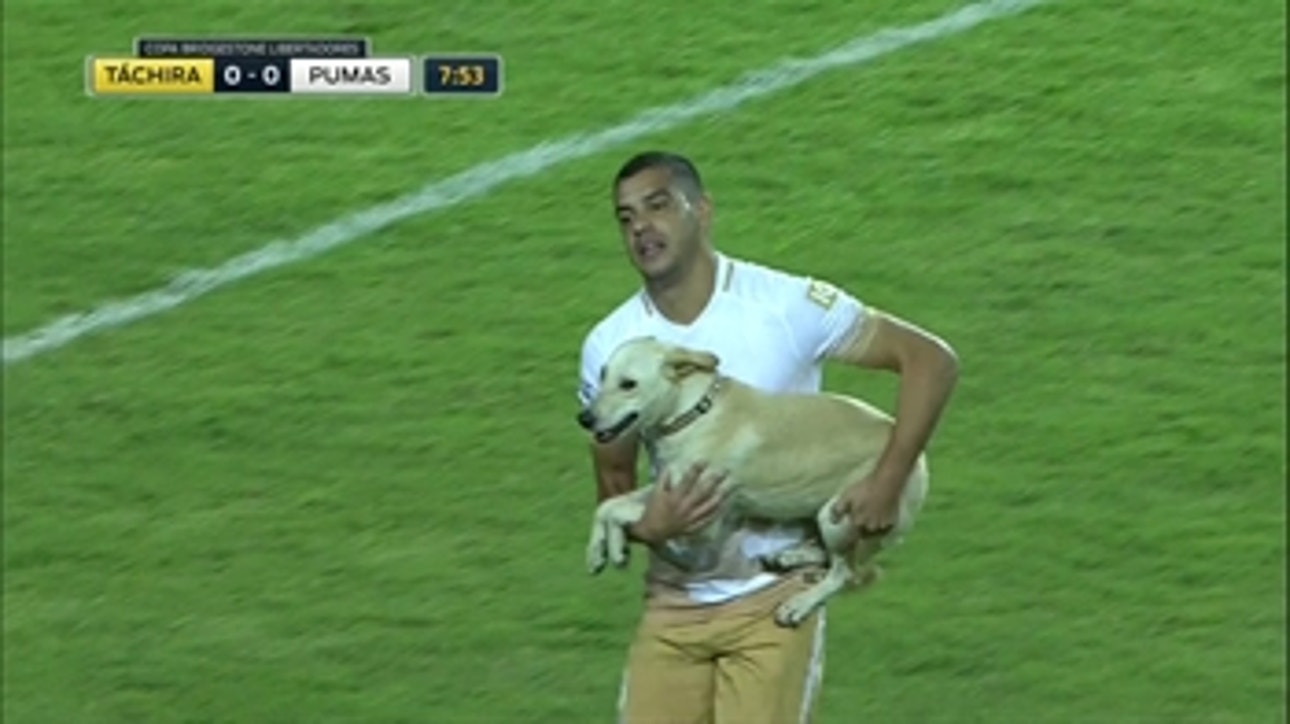 Canine pitch invader!