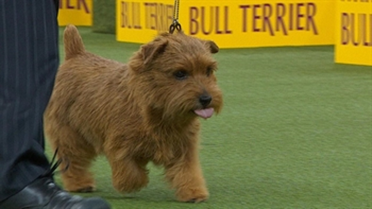 Norfolk terrier kennel sales club