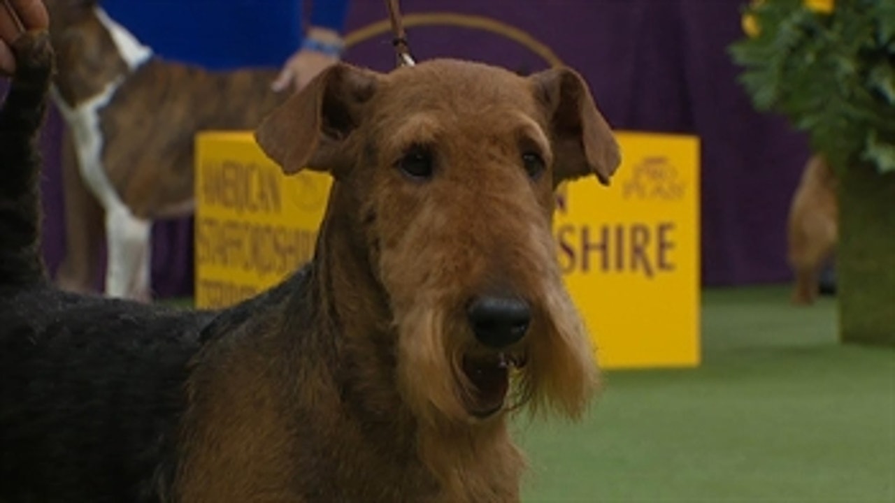 Terrier best sale show 2018