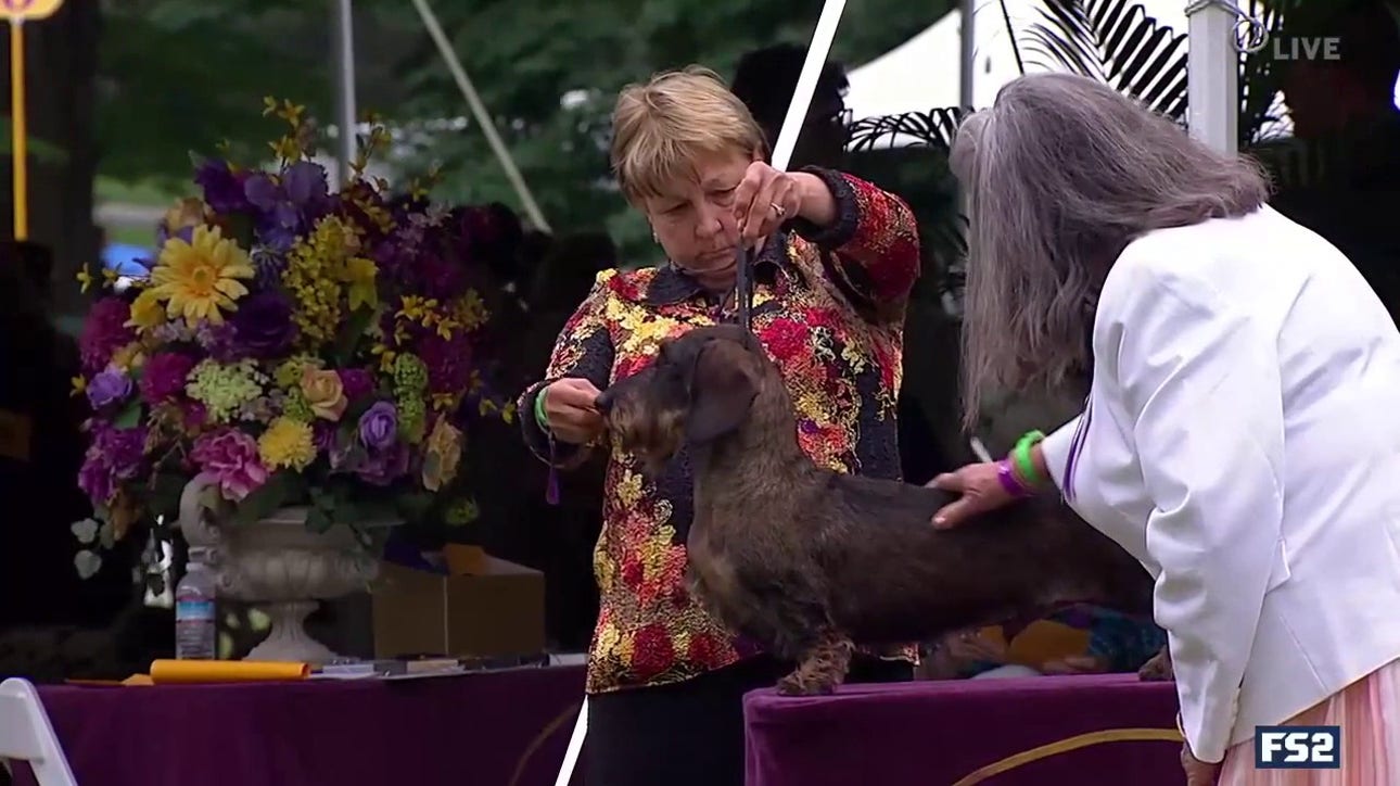 How are dogs judged at the 145th Westminster Kennel Club Dog Show?