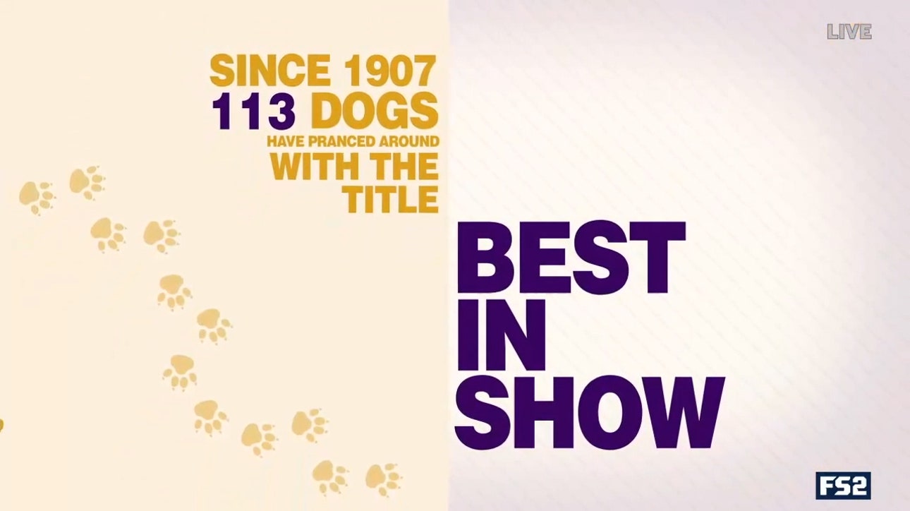 Jenny Taft breaks down the Westminster Kennel Club Dog Show by the numbers