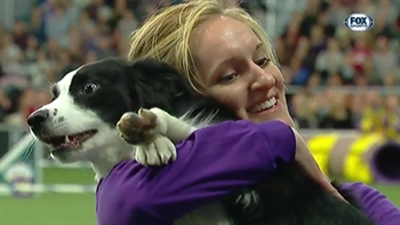 P!nk the border collie wins back-to-back titles in the 16" class at the 2019 WKC Masters Agility