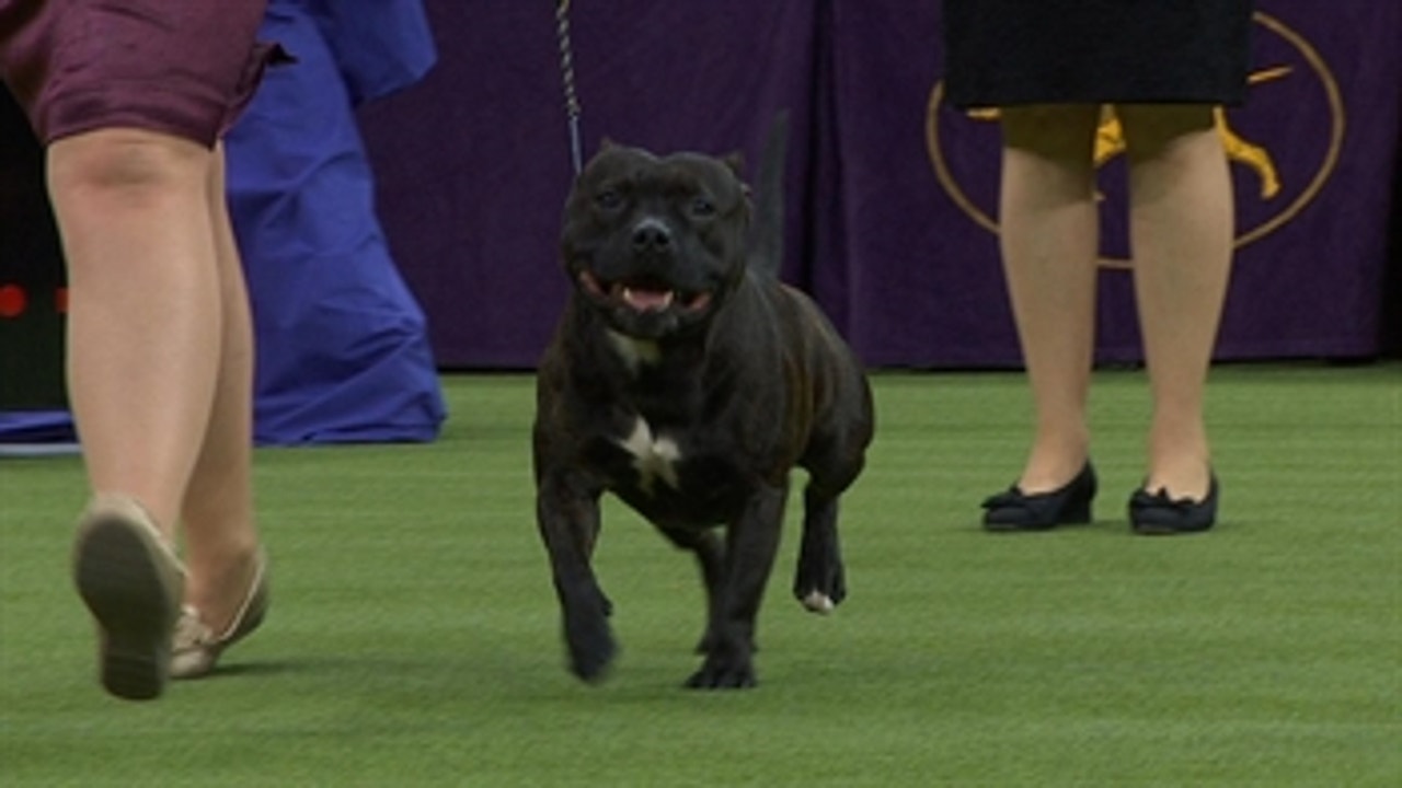 Staffordshire bull terrier shows 2018 sale