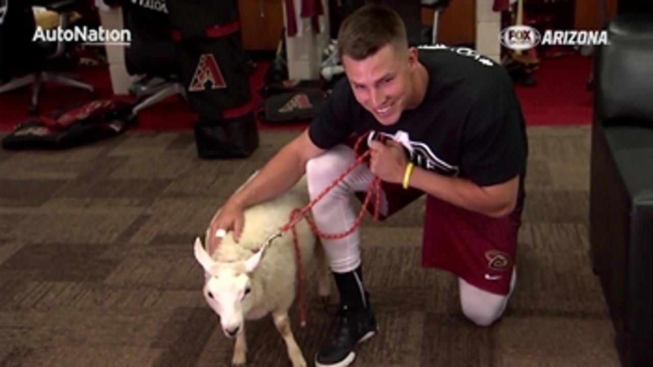 Top 10 viral videos: D-baaaacks pulls out all the stops in #VoteLamb campaign