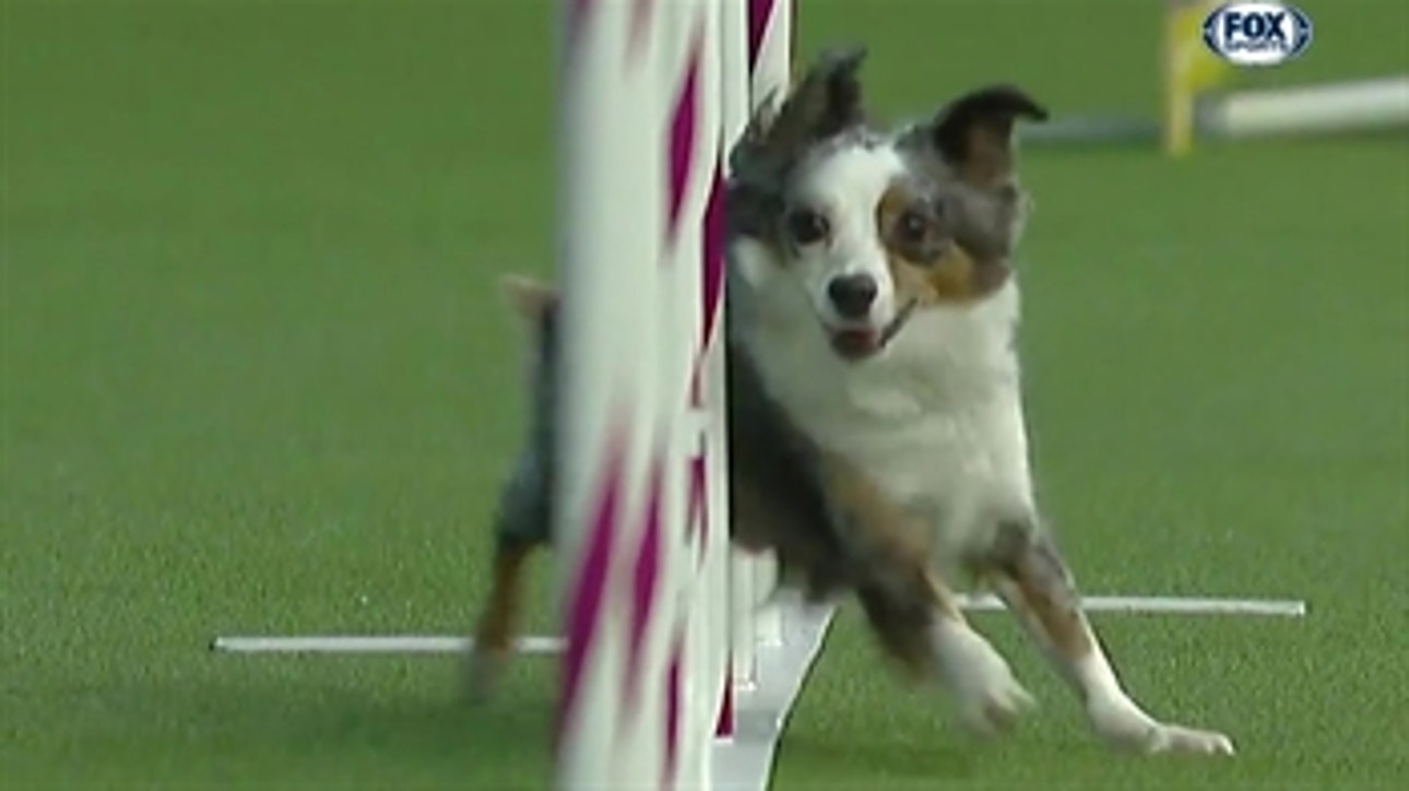 Pixel takes home the 12" division at the 2019 WKC Masters Agility Championship