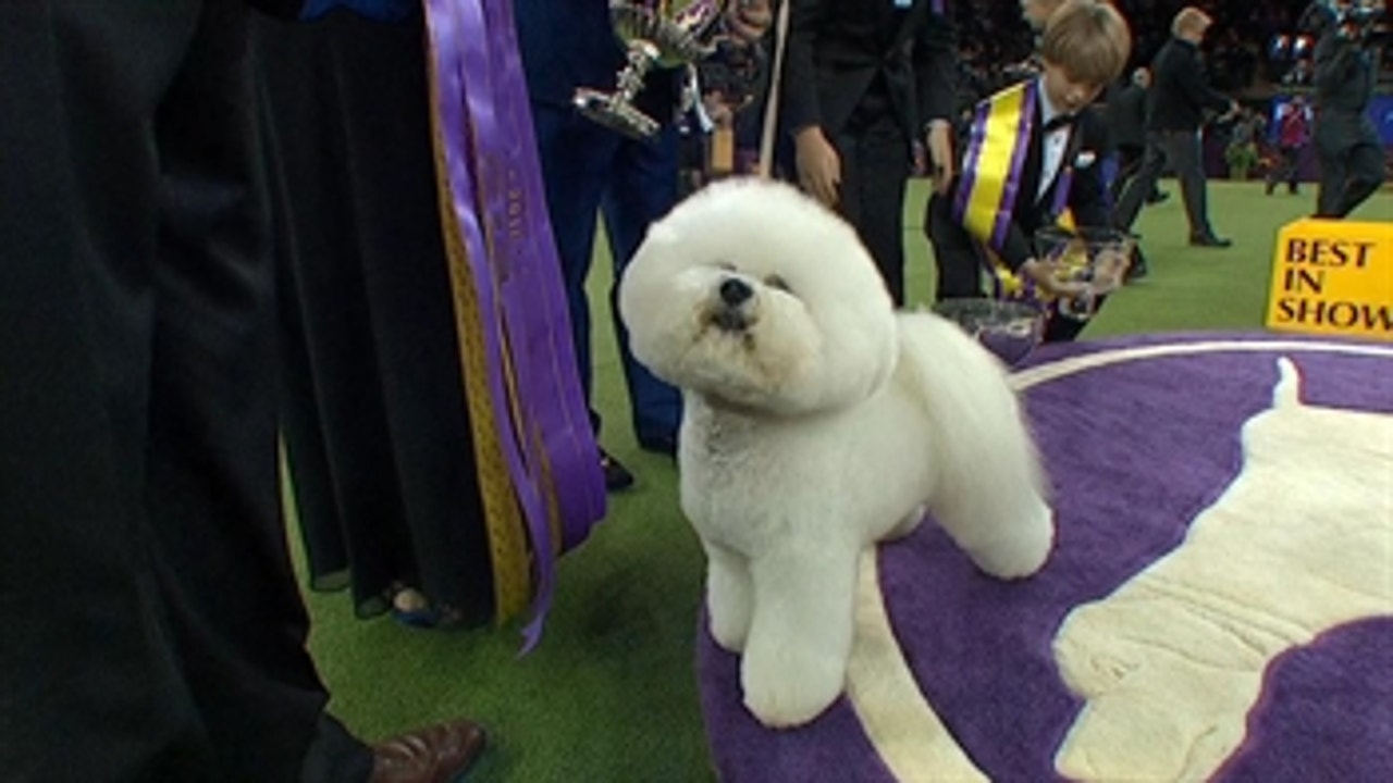 Westminster best sales in show 2018
