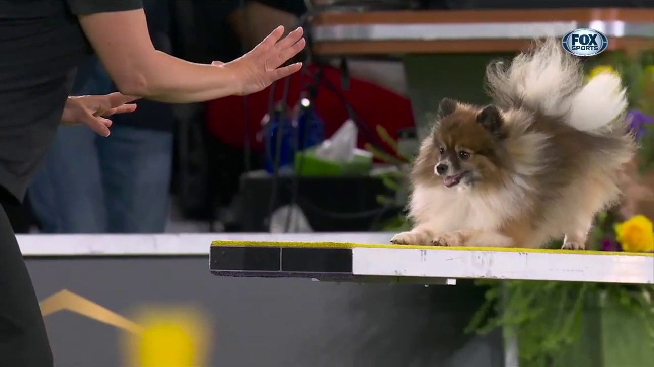 Woody-Wolf completes memorable agility run in the 8-inch class