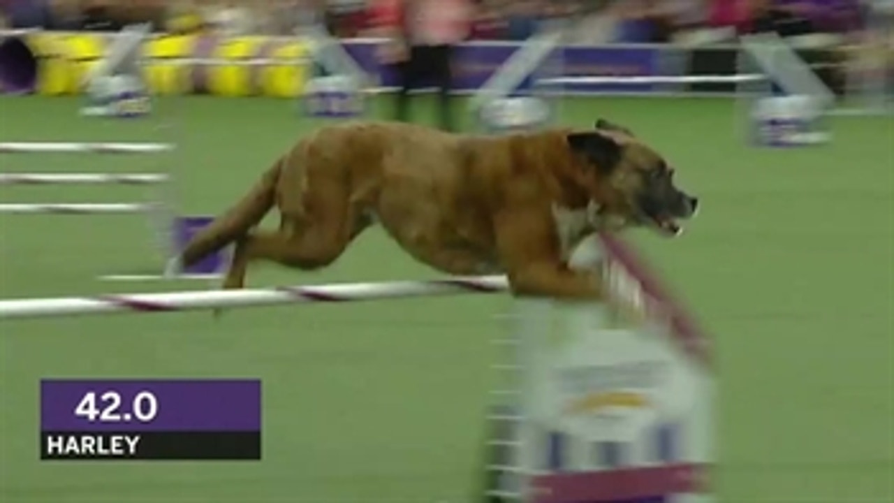 Harley, a cancer survivor, wins 24" division at the 2019 WKC Masters Agility