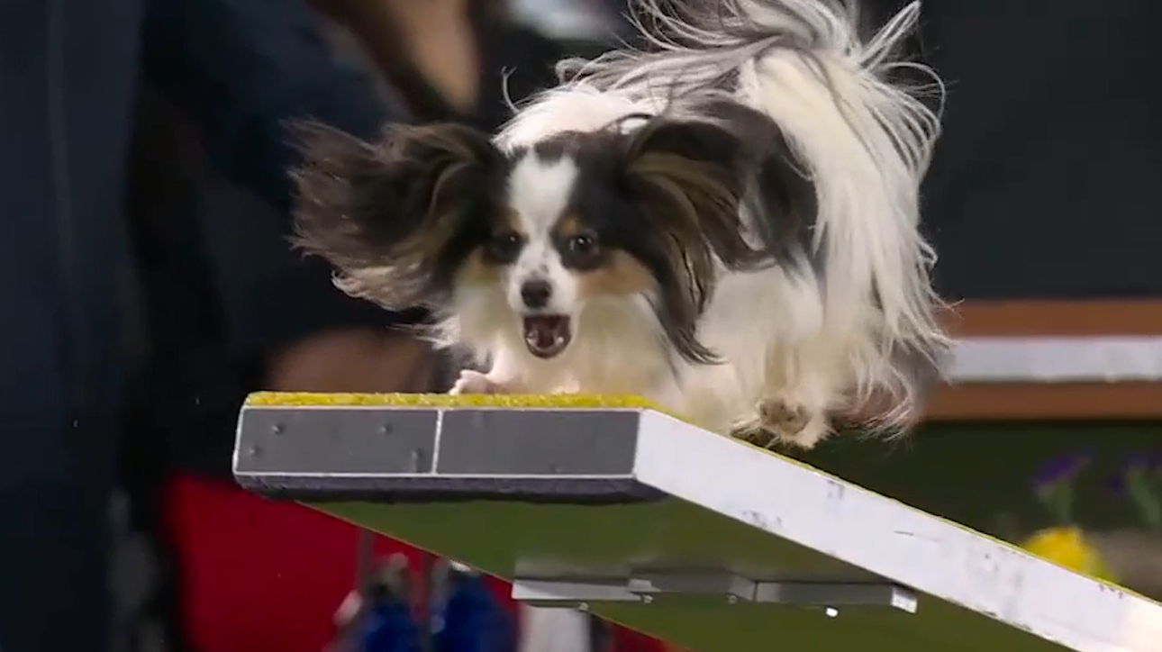 Lark the Papillon flawlessly executes the agility run to win the 8-inch class