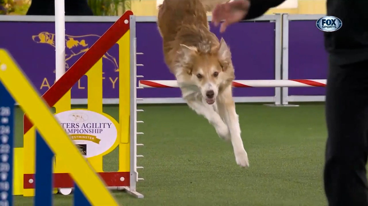 Doogie the Border Collie's spectacular run clinches the 24-inch class