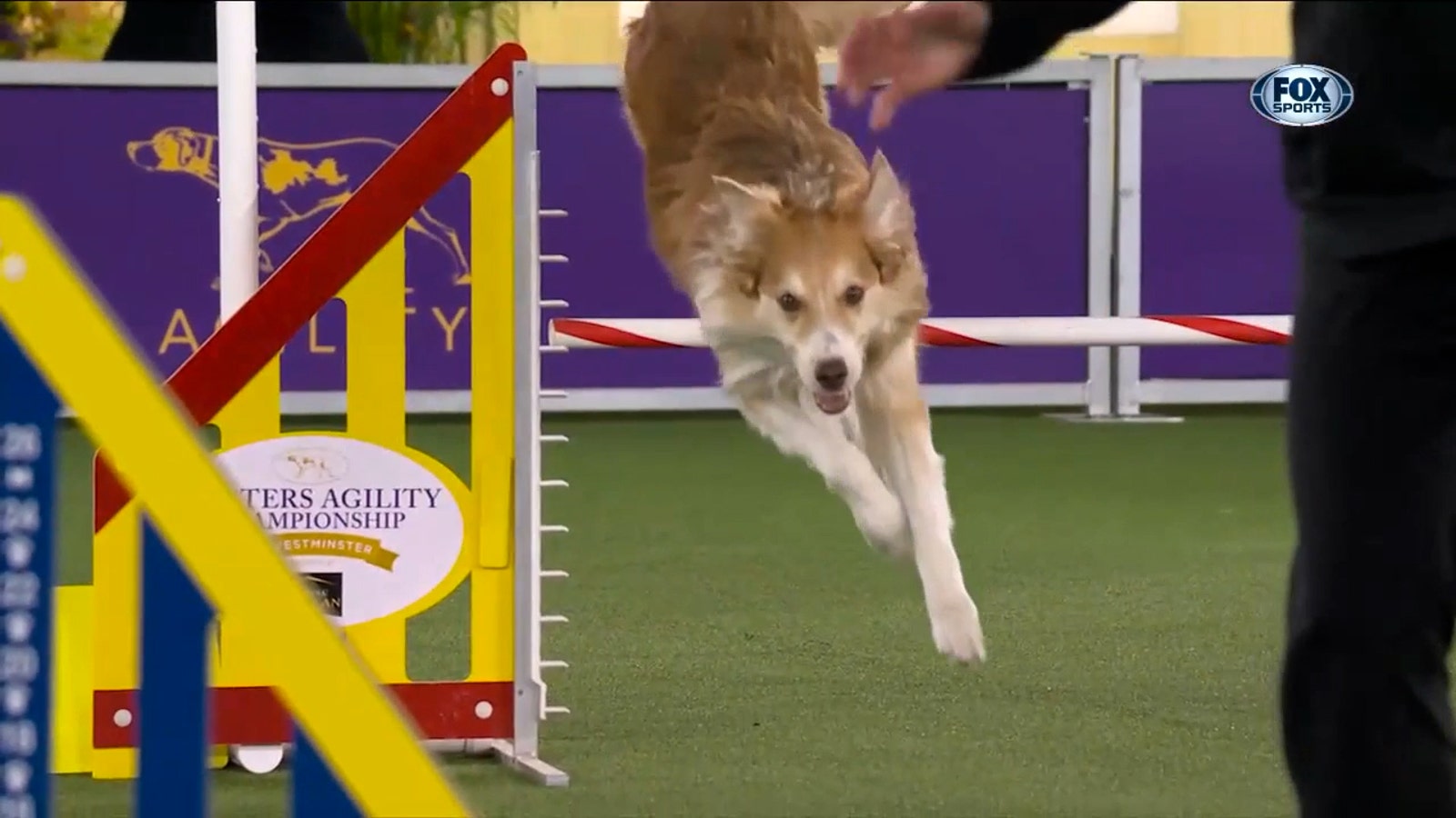 Doogie the Border Collie's spectacular run clinches the 24-inch class