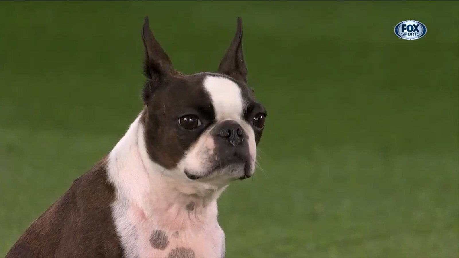 Ripple’s handler falls during Westminster Dog Show agility competition, still celebrates after completing run