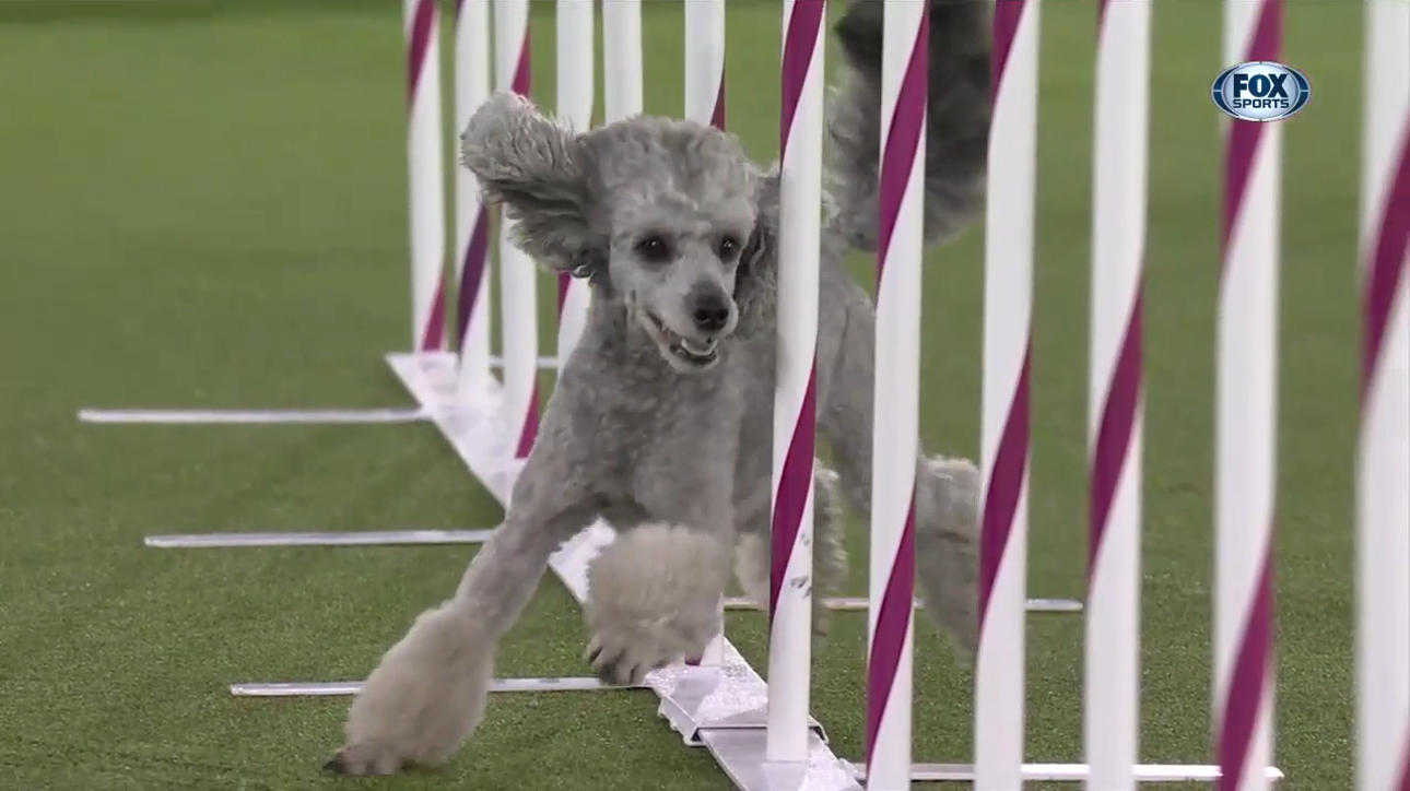 Pre the Poodle hightails it to victory to win the 12-inch class