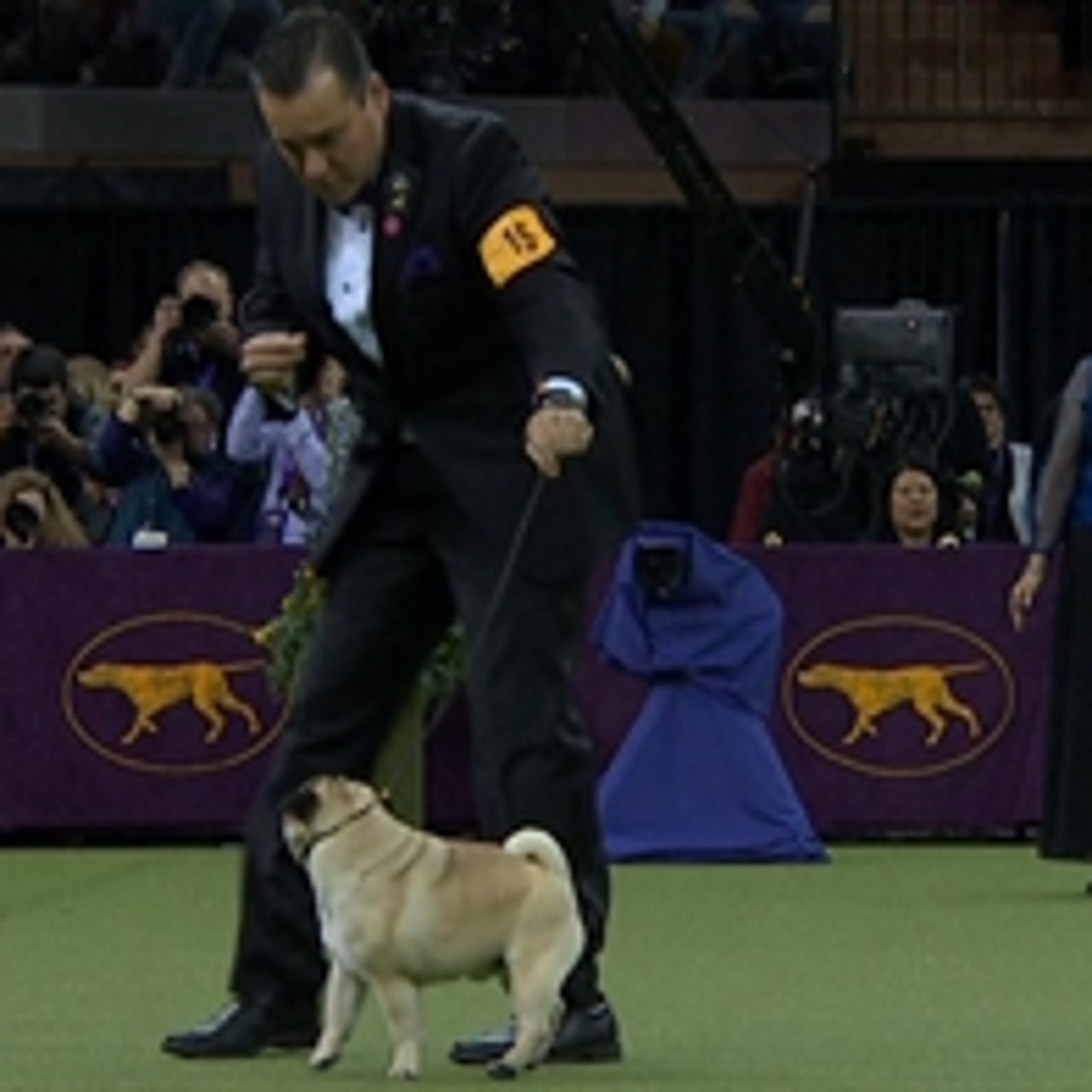 Watch the Best in Show ceremony from the 2018 Westminster ...