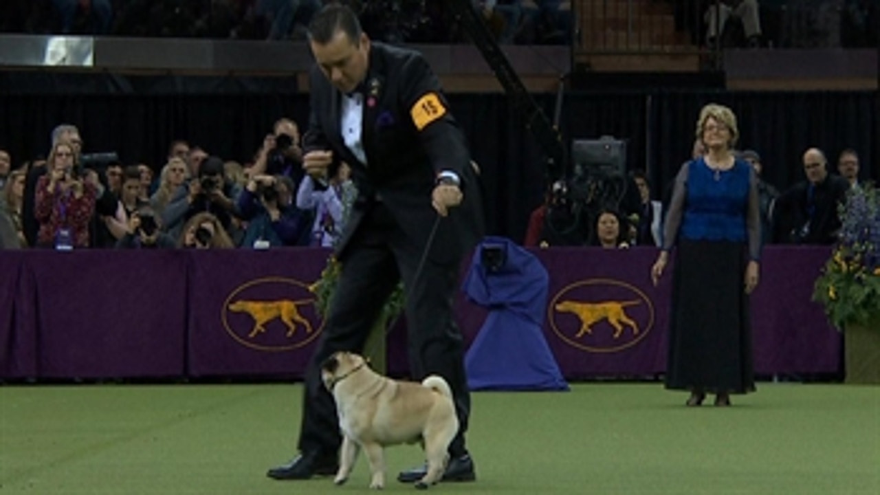 Watch the Best in Show ceremony from the 2018 Westminster Kennel Club Dog Show