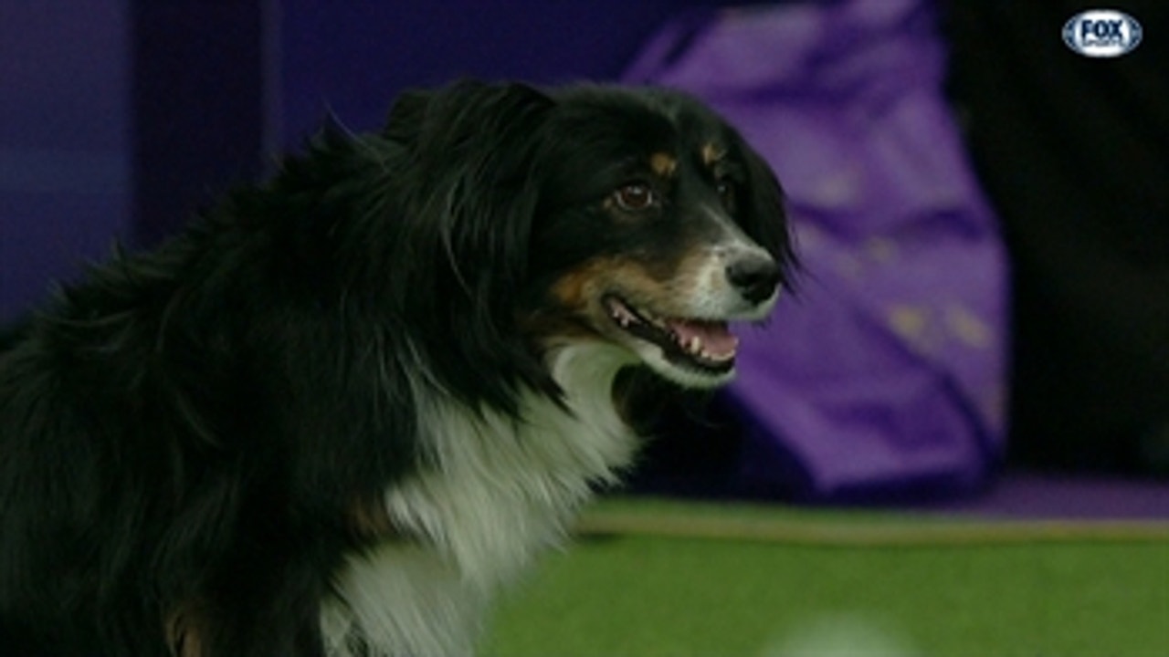 Check out the best of the 2019 WKC Masters Agility Championship