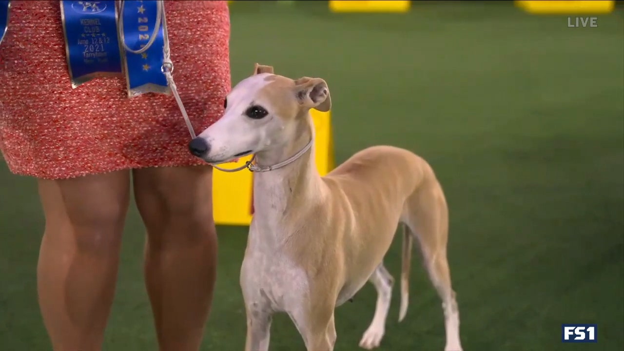 Bourbon, the Whippet, takes first place in the hound group