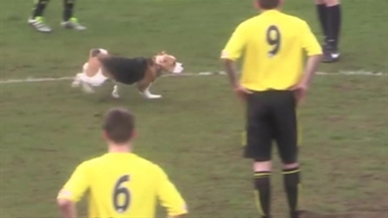 Dog delays the soccer game for nearly six minutes