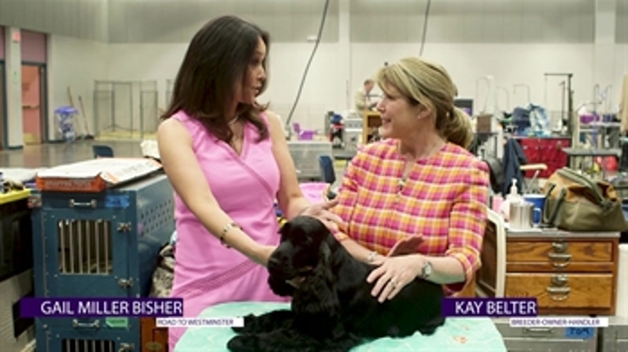 English Cocker-Kay Belter