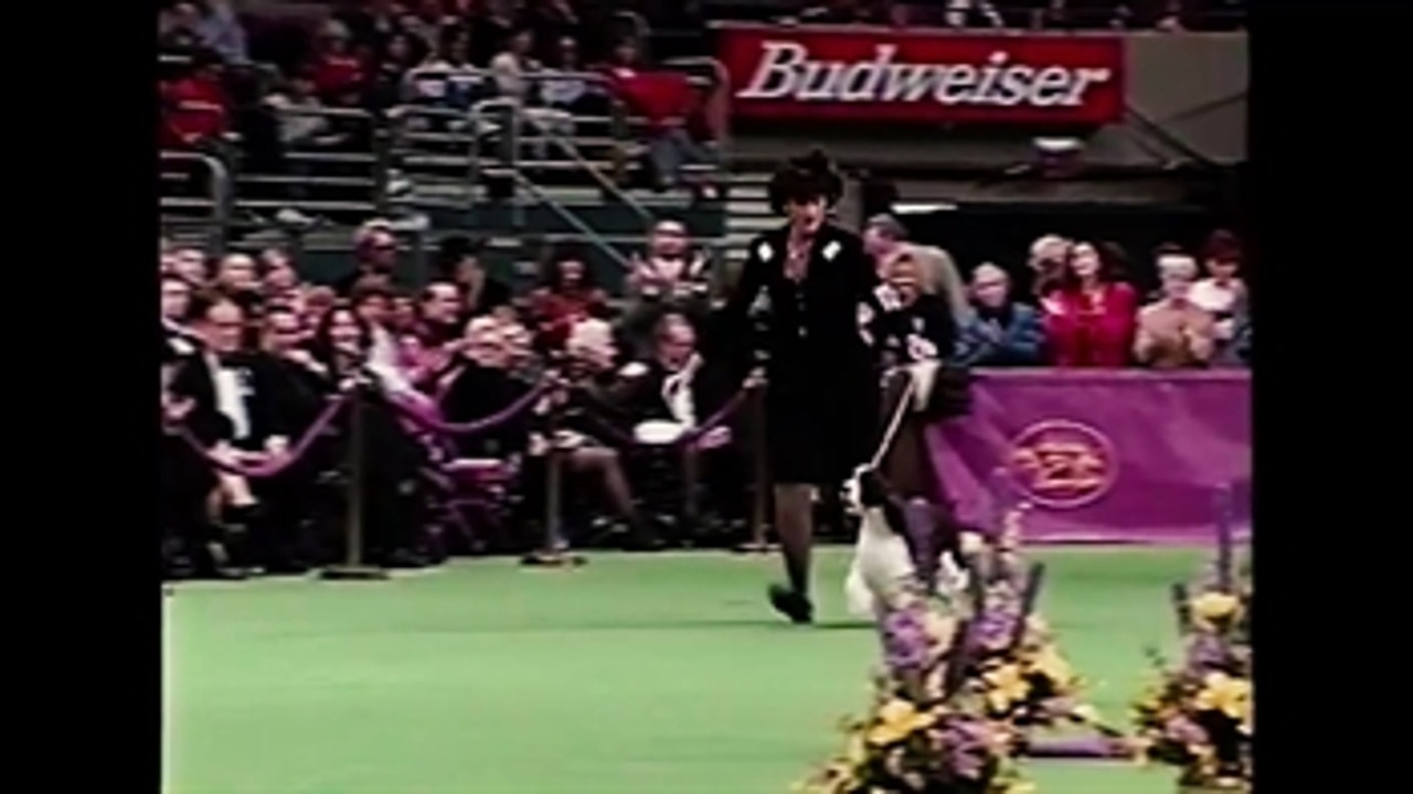 English Cocker-Kelly Fitzgerald