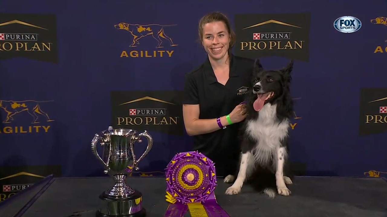 WATCH: Best of 2021 Masters Agility Championships from Westminster Kennel Club