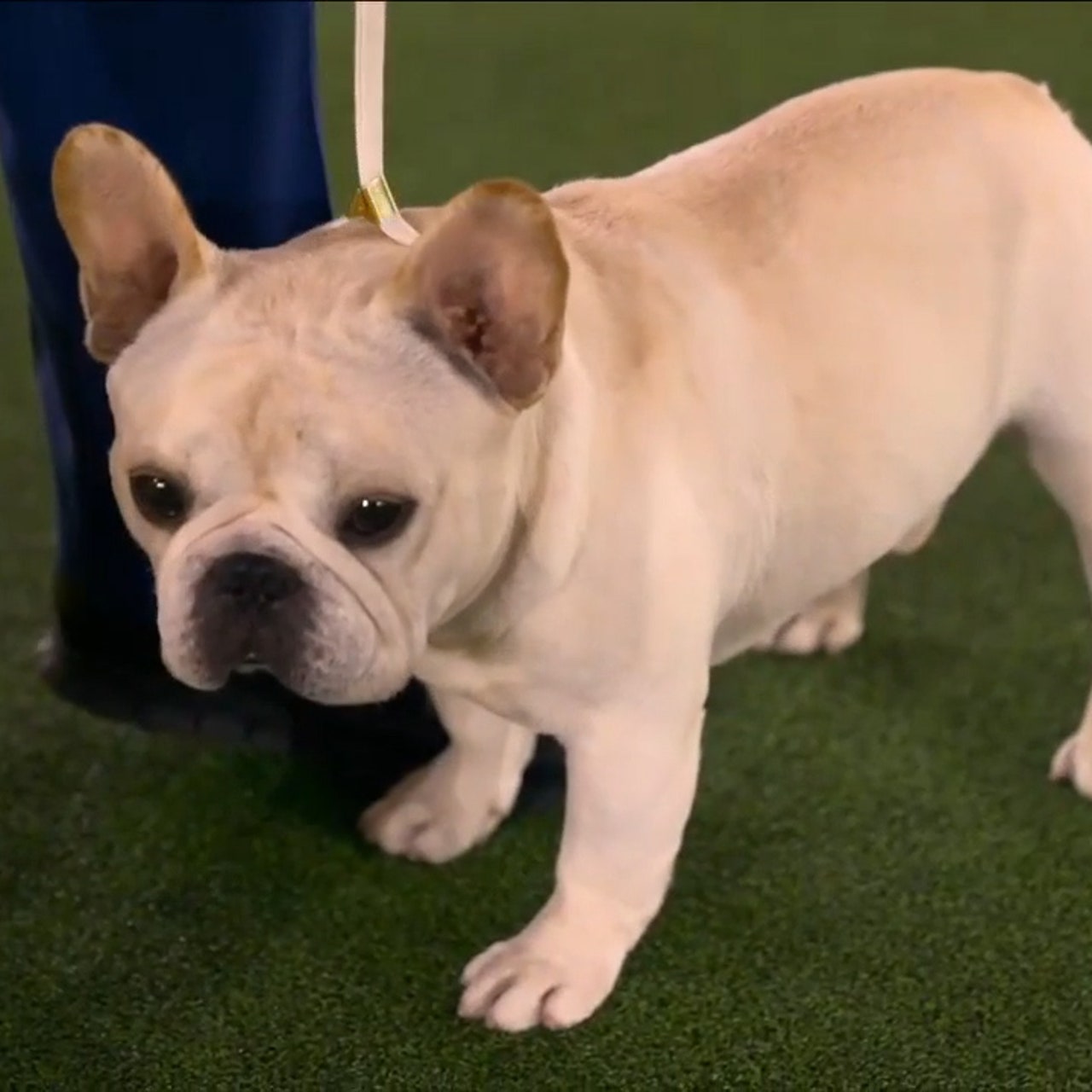 Mathew, the French Bulldog, takes top spot in Non-Sporting Group | FOX  Sports