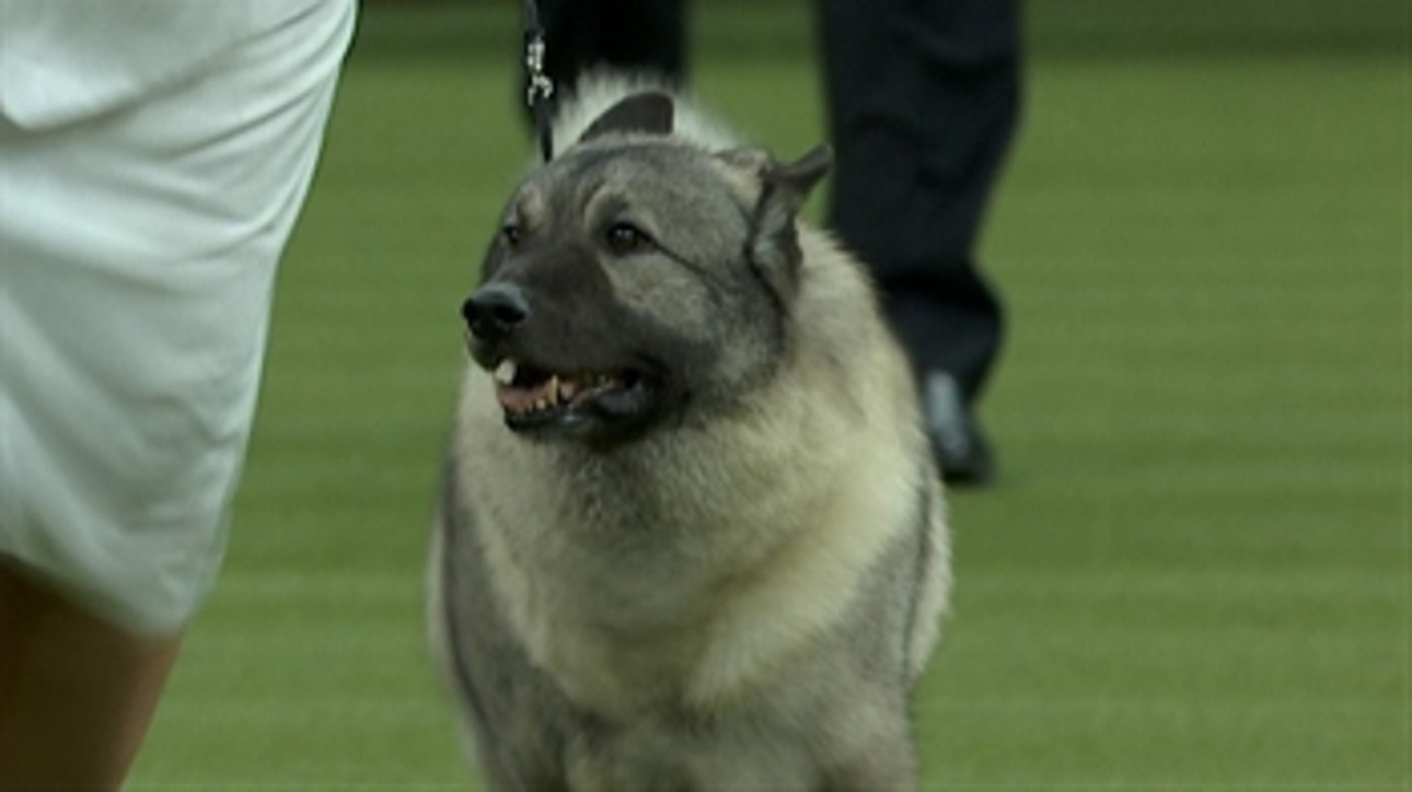 Hound Group Part 2 | Group Judging (2018)