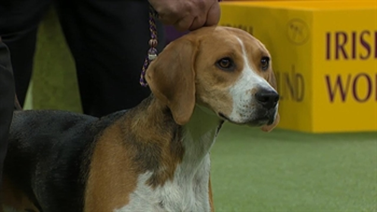 Hound Group Part 1 Group Judging 2018