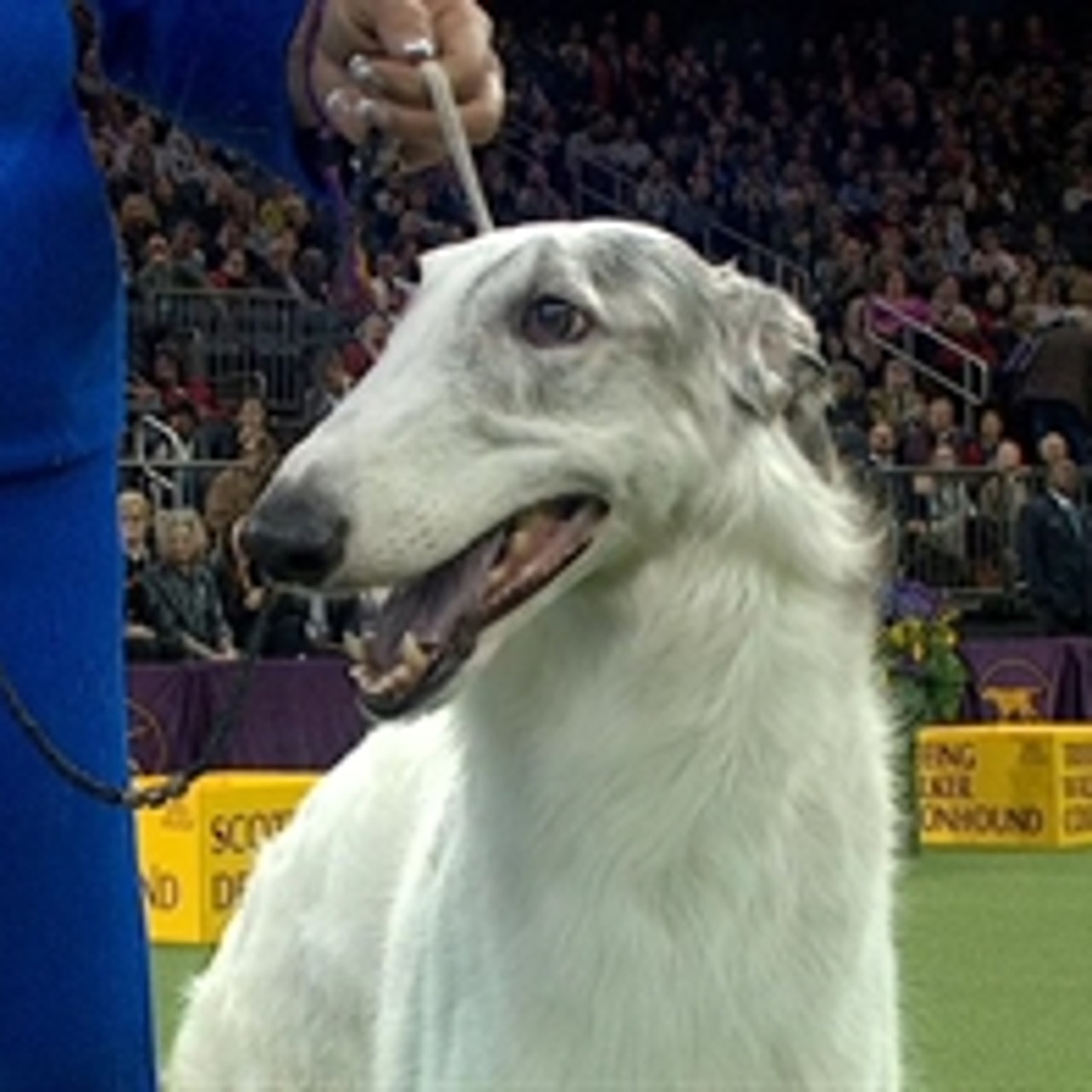 Lucy borzoi discount