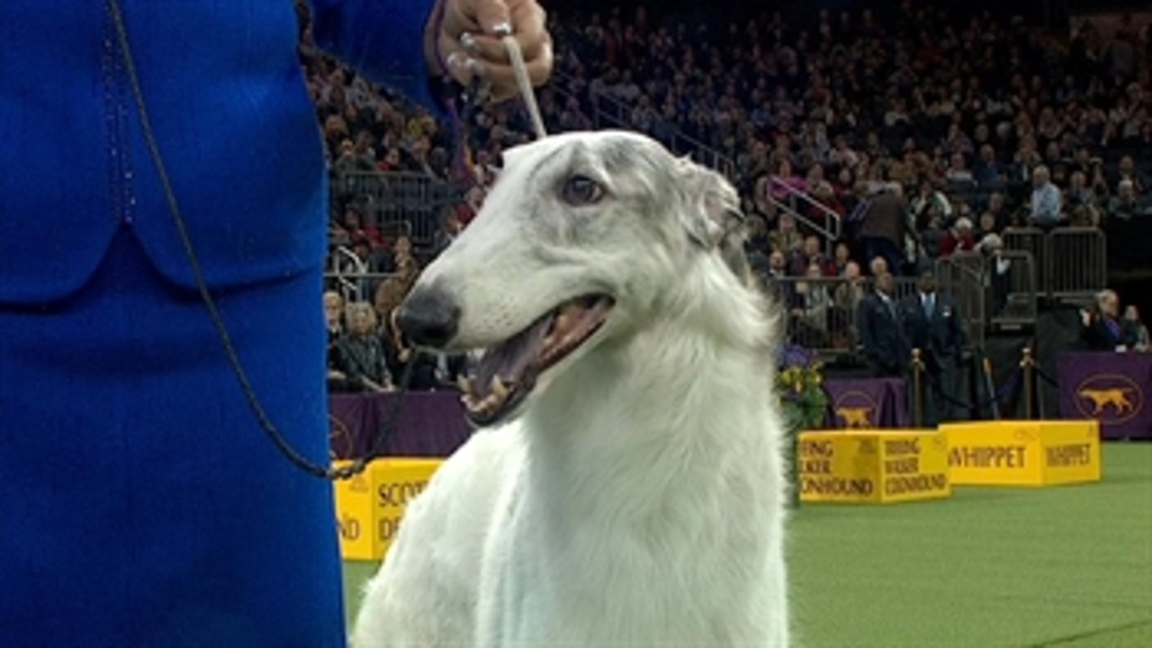 Watch Lucy the Borzoi win the 2018 Hound Group