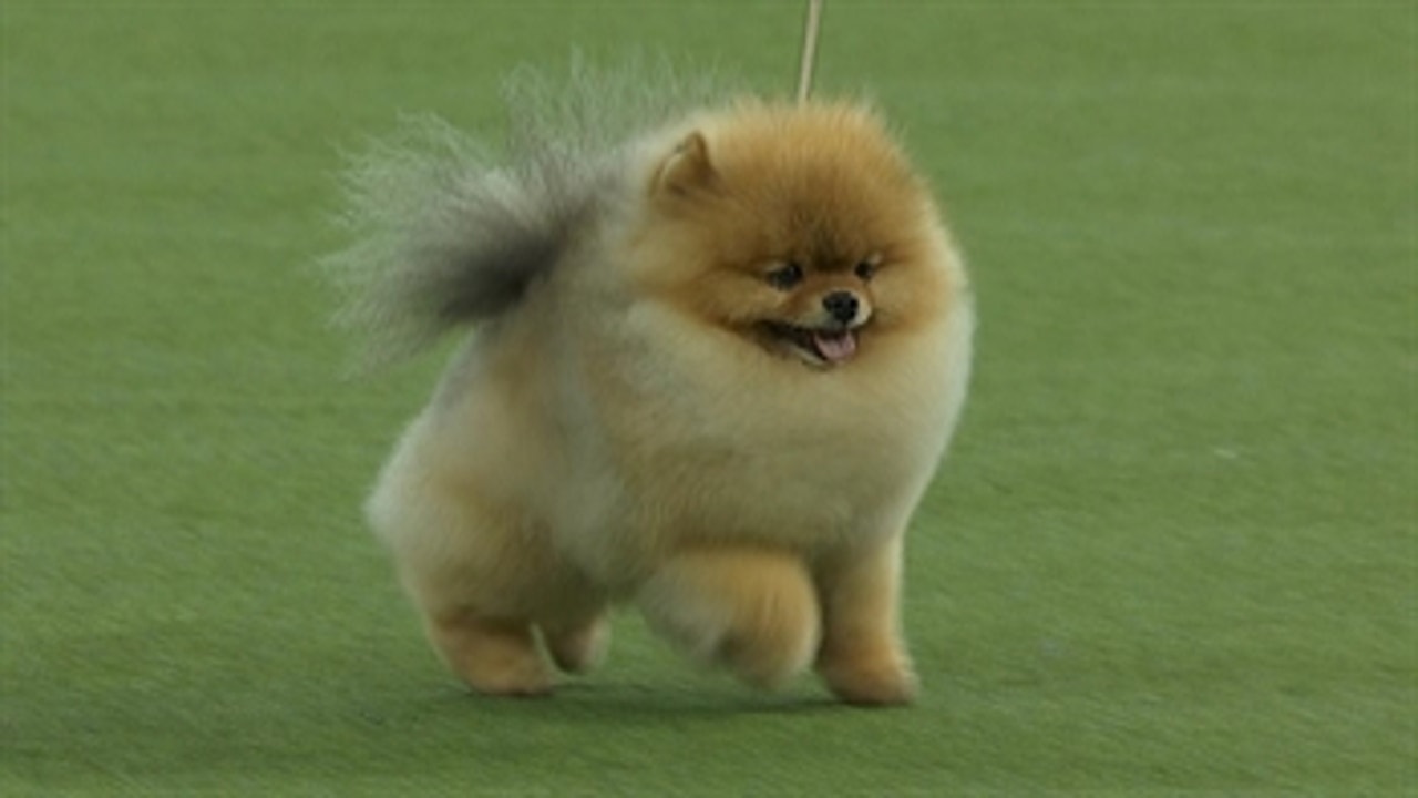 Pomeranian westminster discount 2018