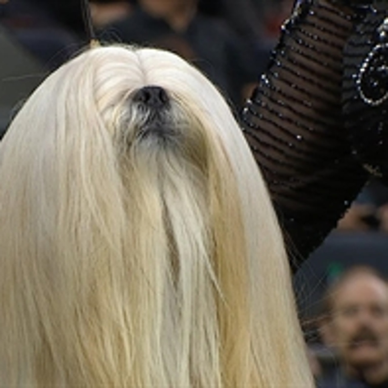 National dog show 2018 non sales sporting group