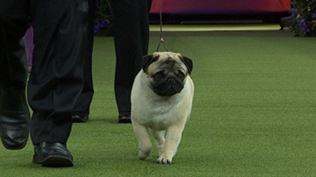 Pug clearance shows 2019