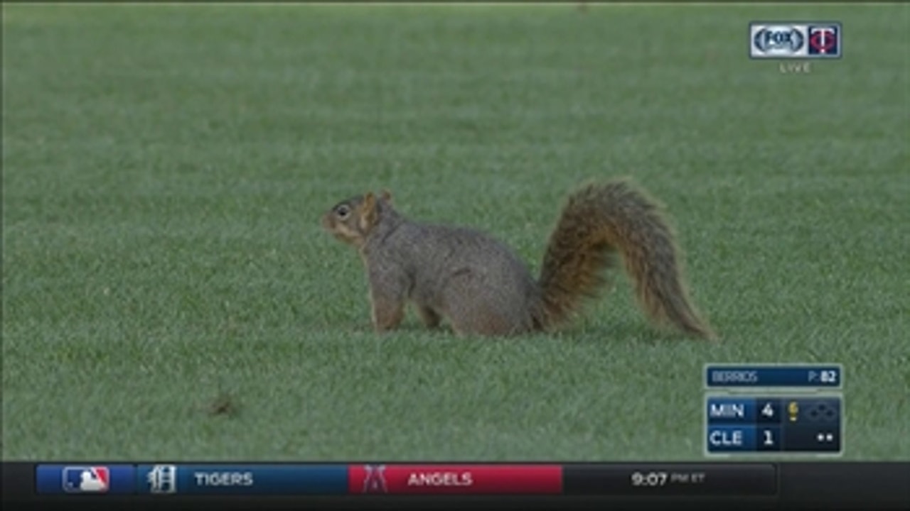 WATCH: Squirrel interrupts Twins game