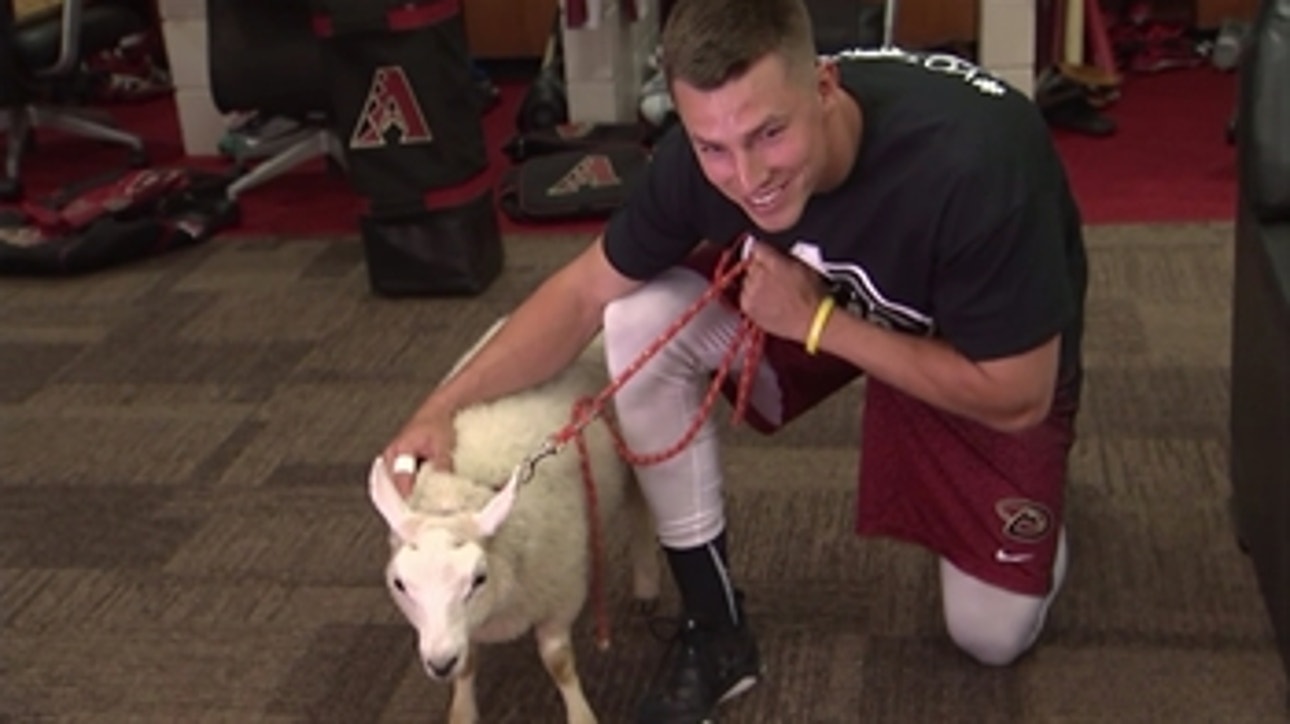 D-backs spread the word: Don't be sheepish, #VoteLamb