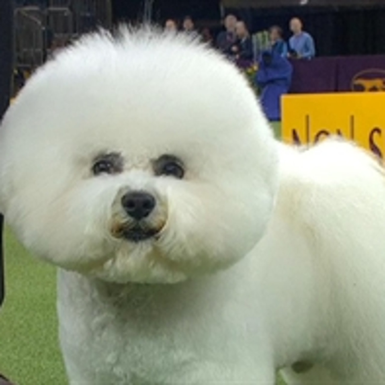 Bichon frise clearance westminster 2018