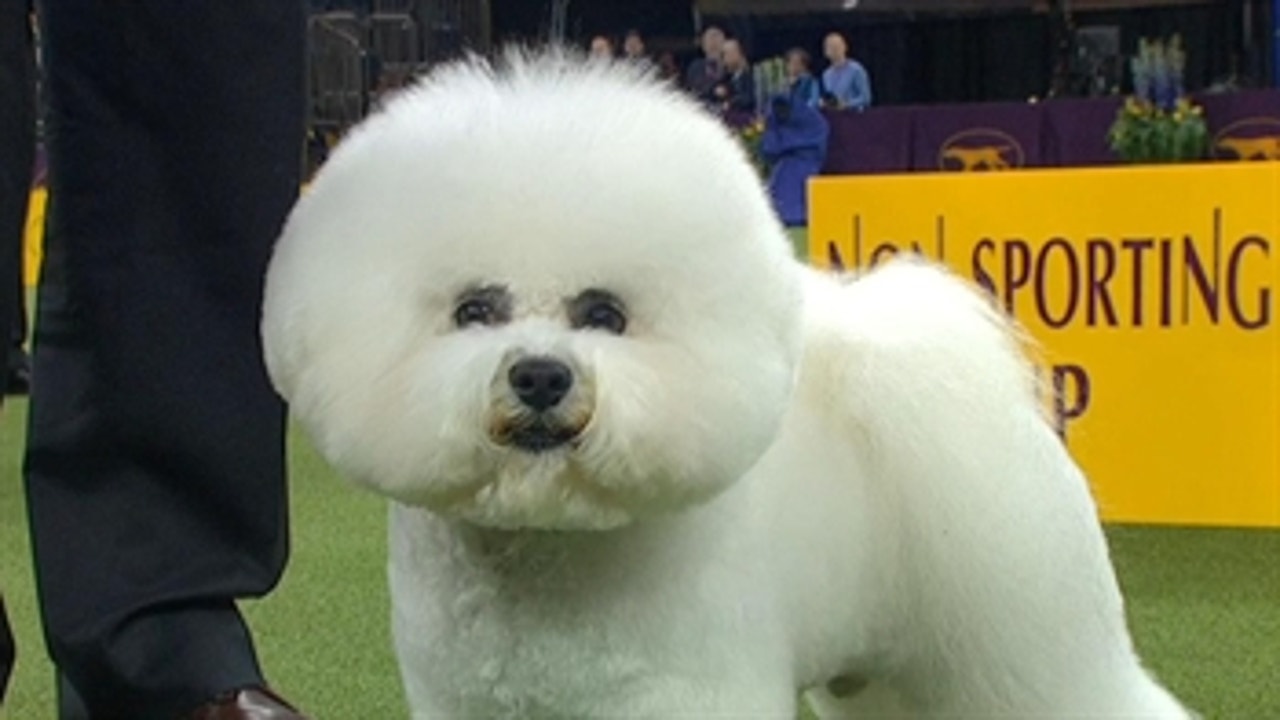 Watch Flynn the Bichon Frise win the 2018 Non Sporting Group