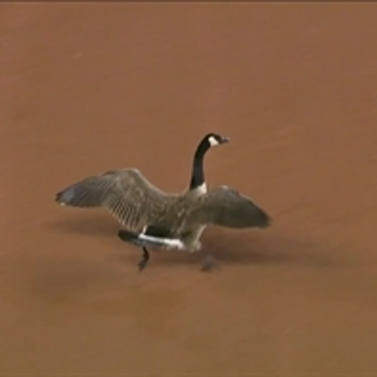 Canada goose hotsell los angeles dodgers