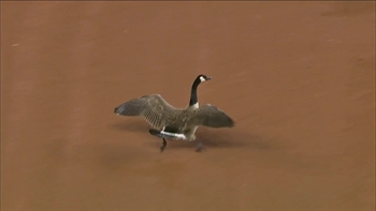 The Goose is Loose! A bird crashes the Angels game... and then crashes into scoreboard