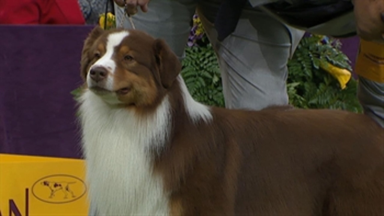 National dog show hot sale 2018 herding group