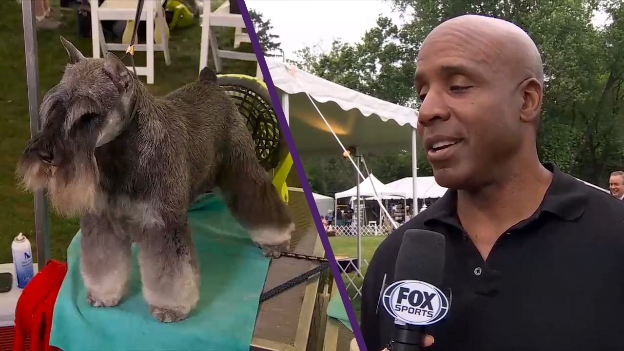 Barry Bonds discusses his Miniature Schnauzer, Rocky, qualifying for the 145th Westminster Kennel Club Dog Show