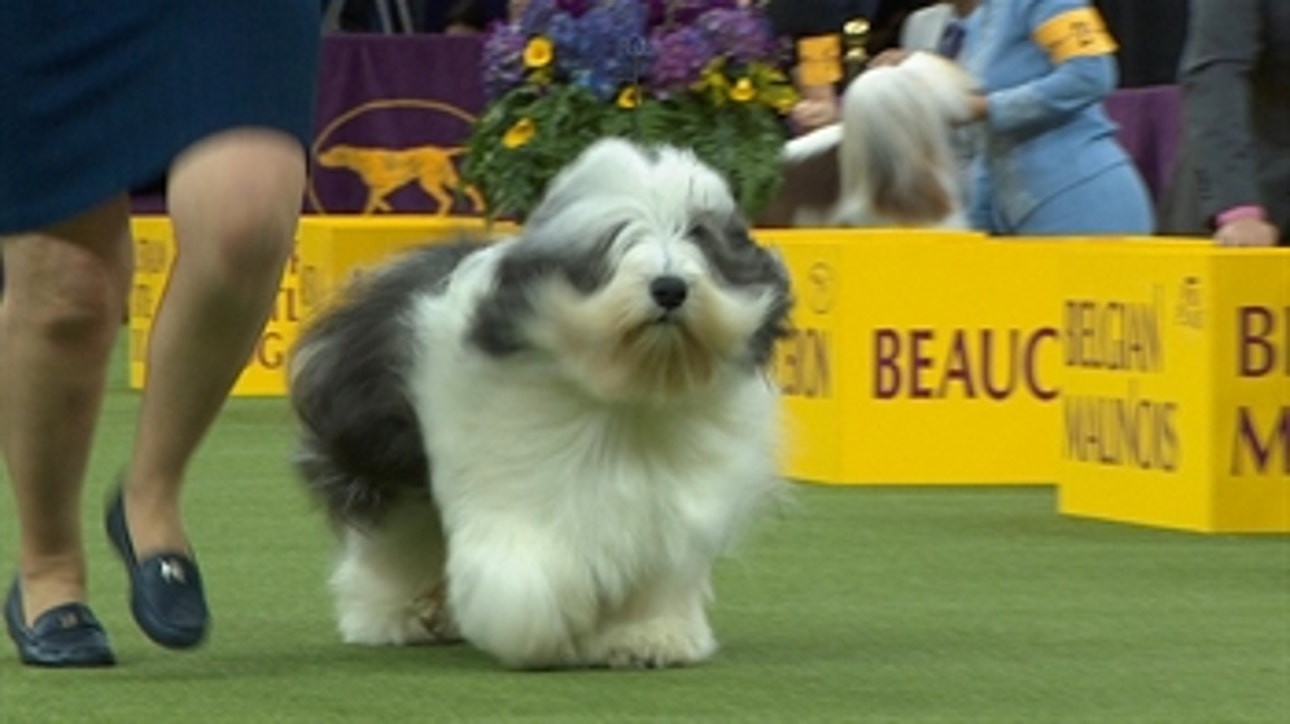 Herding Group Part 2 | Group Judging (2018)