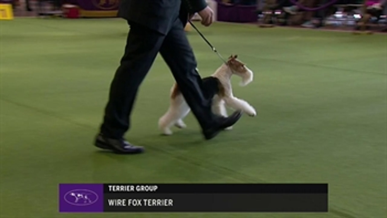 Ring 1 - Wire Fox Terrier