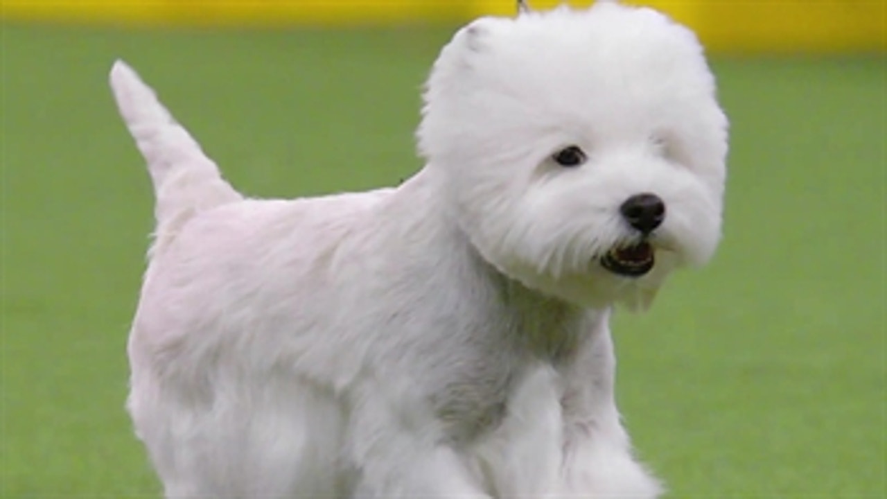 Feisty and energetic: Meet the Terrier Group