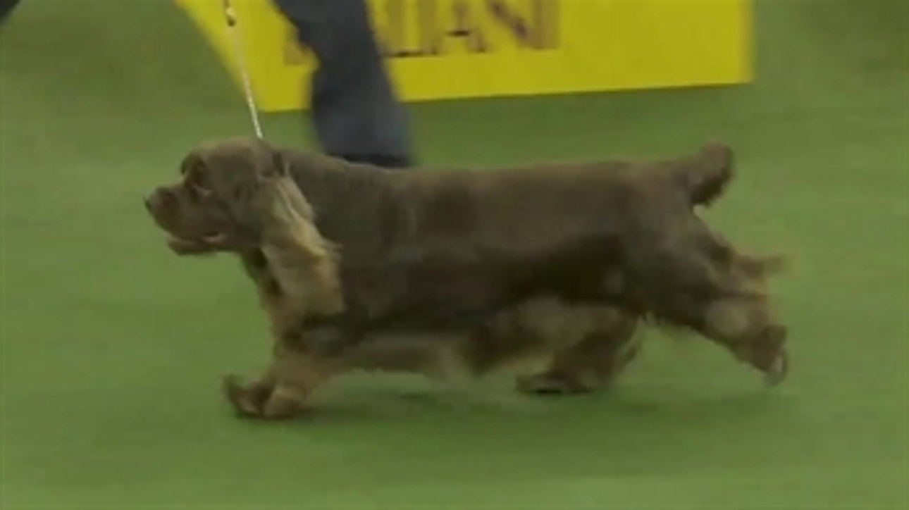 Bean the Sussex Spaniel captures Sporting Group title at the 2019 WKC