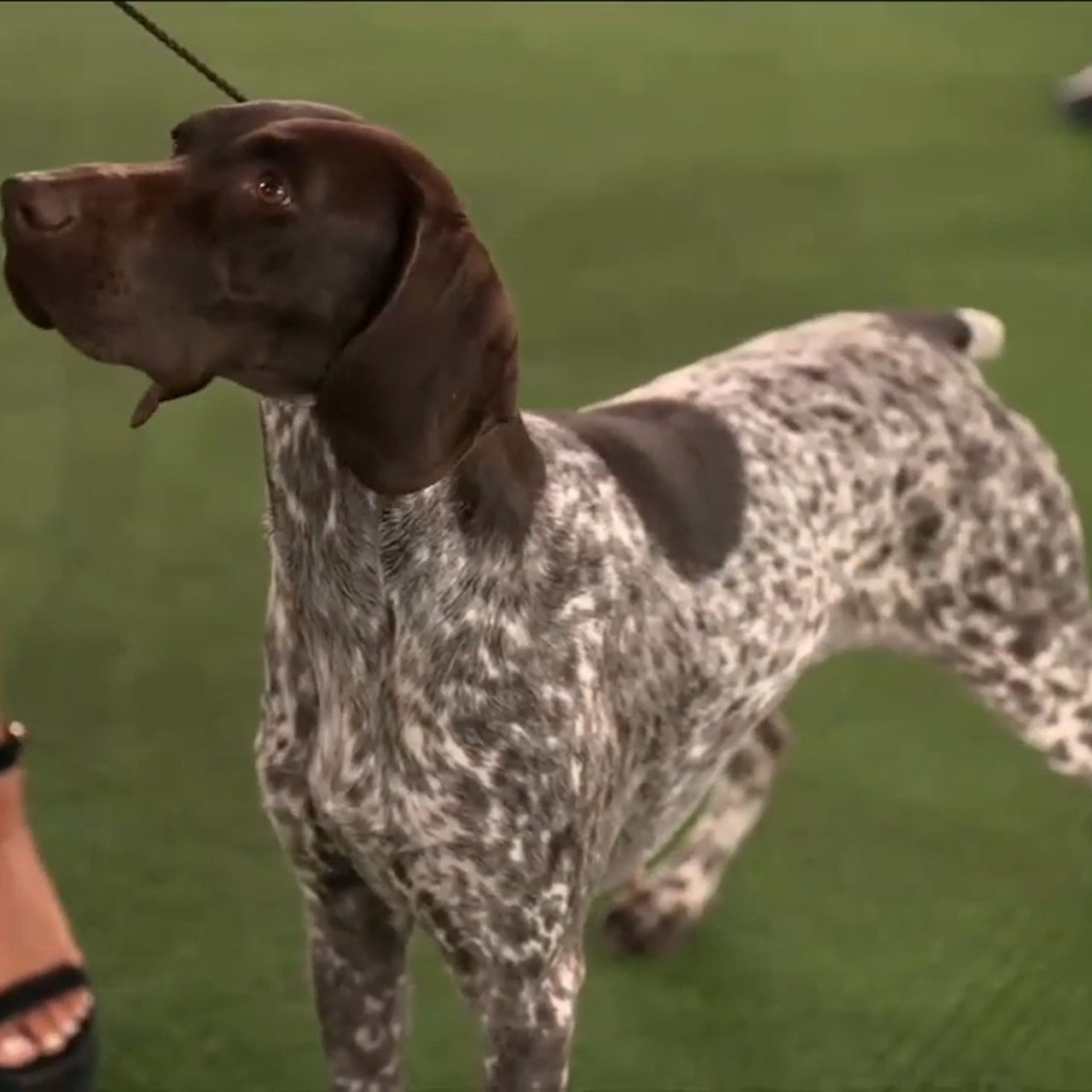 Sherman shorthaired hot sale pointer