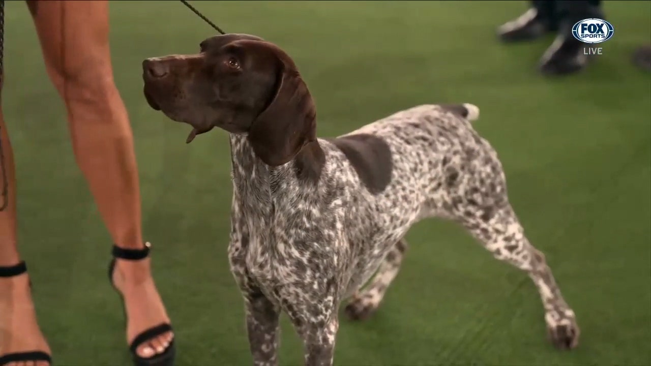 Jade, the German Shorthaired Pointer, wins the Sporting Group
